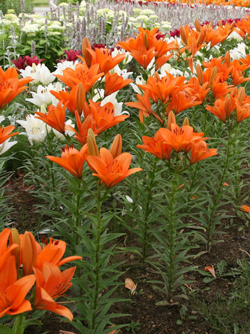 Lilium cv. San Lugano