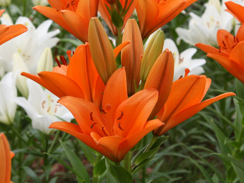 Lilium cv. San Lugano