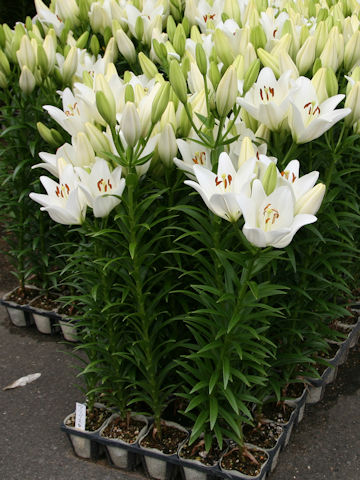 Lilium cv. Asopus