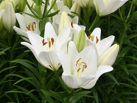 Lilium cv. Asopus