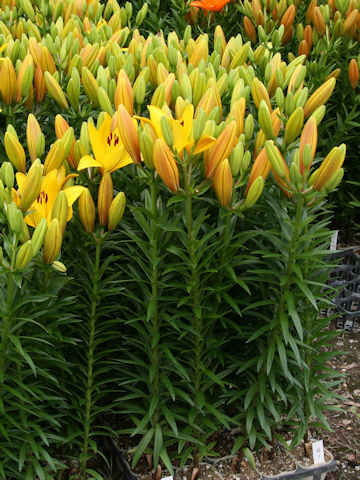 Lilium cv. Hinault