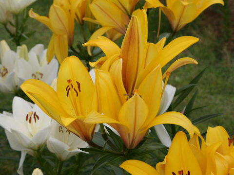 Lilium cv. Hinault