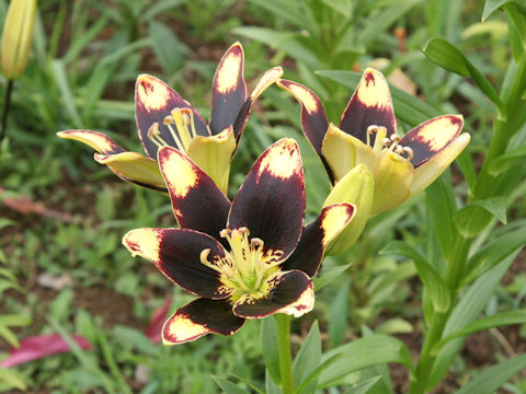 Lilium cv. Easy Dance