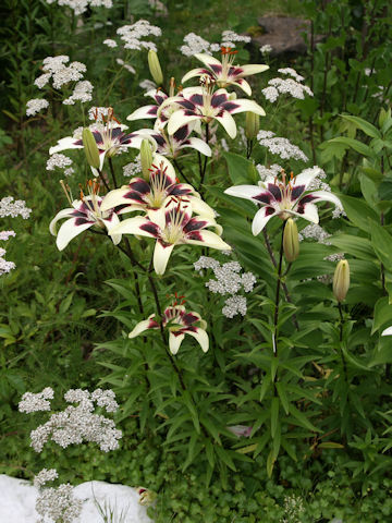 Lilium cv. Patricias Pride