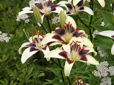 Lilium cv. Patricias Pride