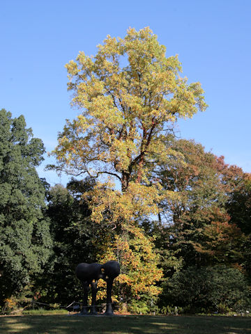 Liriodendron tulipifera