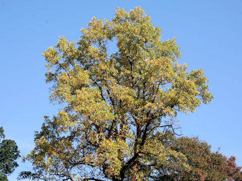 Liriodendron tulipifera