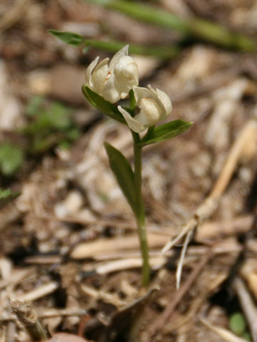 Cephalanthera subaphylla