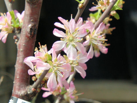 Prunus tomentosa cv.