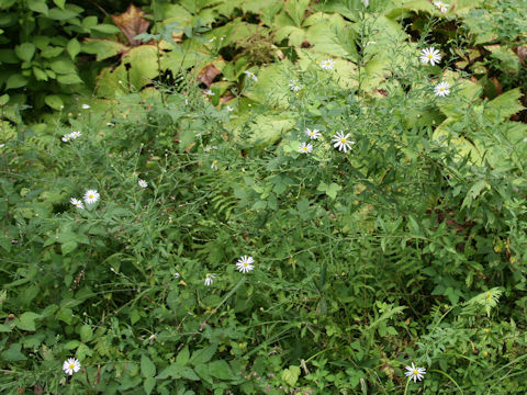 Aster iinumae