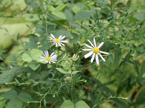 Aster iinumae