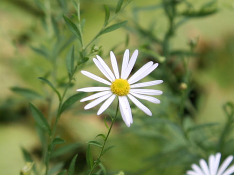 Aster iinumae