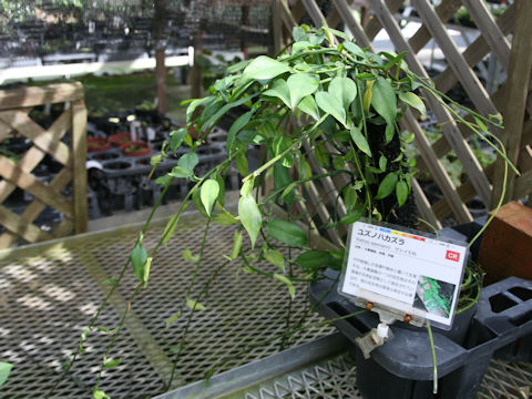 Pothos chinensis