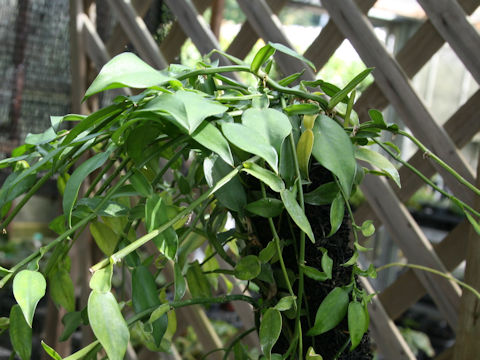 Pothos chinensis