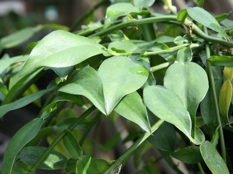 Pothos chinensis