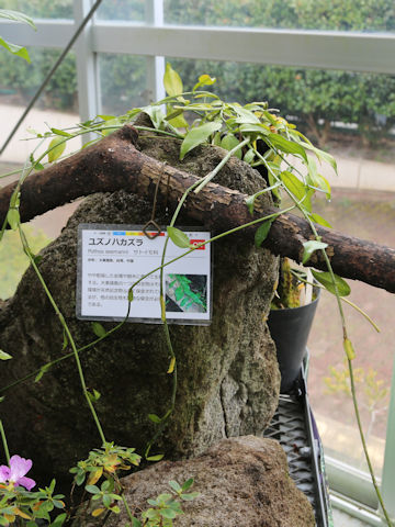 Pothos chinensis