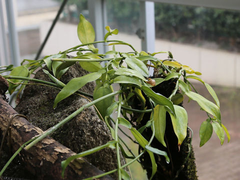 Pothos chinensis