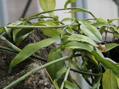 Pothos chinensis